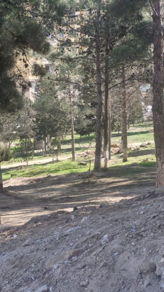 Sumqayıtın bu ərazisində ağaclar kəsildi: 300 yeni ting haradadır? 