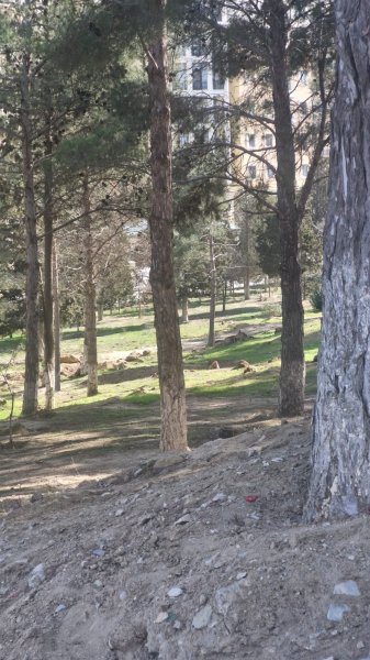 Sumqayıtın bu ərazisində ağaclar kəsildi: 300 yeni ting haradadır? 