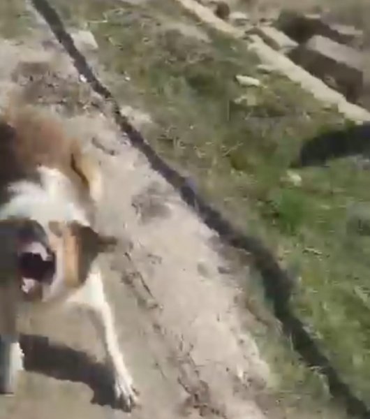 Sumqayıtda qorxulu anlar: “Yaşıl dərə”də küçə itləri qadına hücum etdi - VİDEO