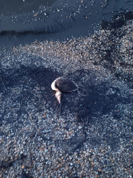 Dəniz kənarında tapılan quş cəsədlərində heyvan xəstəliyi aşkarlanmayıb- RƏSMİ