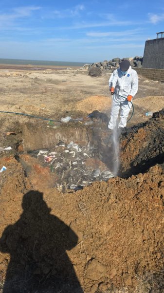 Dəniz kənarında tapılan quş cəsədlərində heyvan xəstəliyi aşkarlanmayıb- RƏSMİ