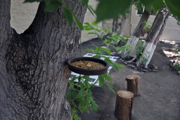 Sumqayıtda "Canlı guşə"dən FOTOREPORTAJ