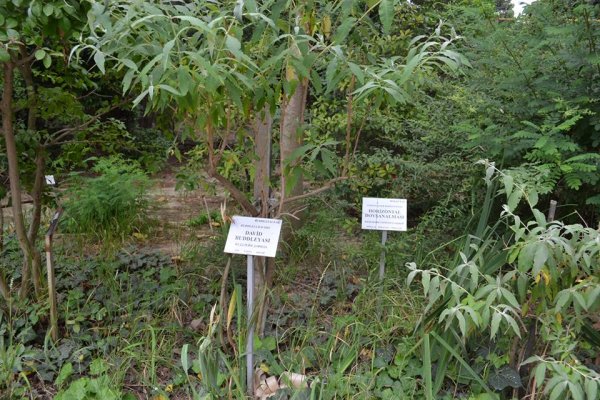 Sumqayıtın 25 məktəblisinin Nəbatət bağına  ekskursiyası təşkil olunub- FOTOLAR