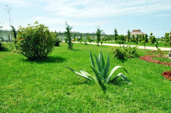 Sumqayıtda katerlərlə Xəzər dənizindəki adalara səyahət etmək olacaq - VİDEO +FOTOREPORTAJ