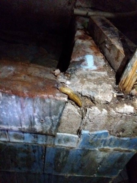 Sumqayıtda ikiyə bölünmüş yataqxana: İlbizlərlə həyat, divarlar çat, dağılmış otaqlar - REPORTAJ (FOTO)