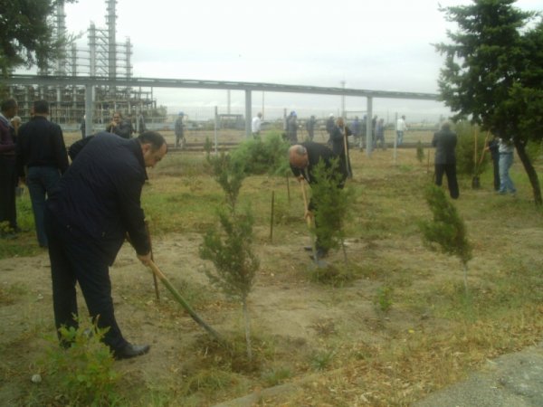 Sumqayıtda ilin ilk payız iməciliyi: 300 ədəd müxtəlif növ ağac əkildi -  FOTOLAR