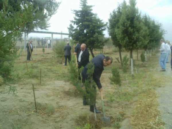 Sumqayıtda ilin ilk payız iməciliyi: 300 ədəd müxtəlif növ ağac əkildi -  FOTOLAR