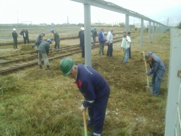Sumqayıtda ilin ilk payız iməciliyi: 300 ədəd müxtəlif növ ağac əkildi -  FOTOLAR