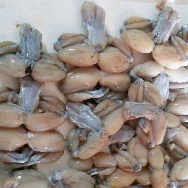 Azərbaycan qurbağa ətinin istehsalına başladı - FOTOLAR