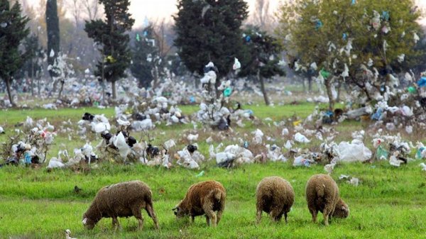 Sellofan torbaların istifadəsi tam qadağan olunur… - RƏSMİ