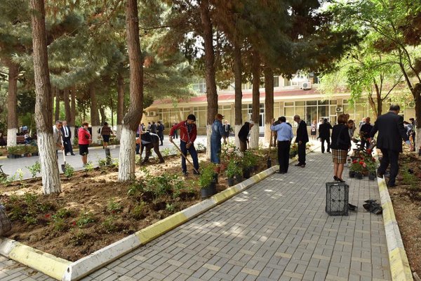 Sumqayıtda müəllimlər qızılgül kolları əkdilər -FOTO      