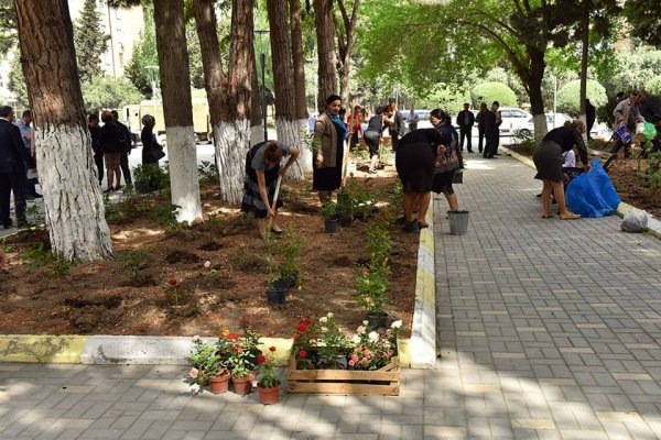 Sumqayıtda müəllimlər qızılgül kolları əkdilər -FOTO      