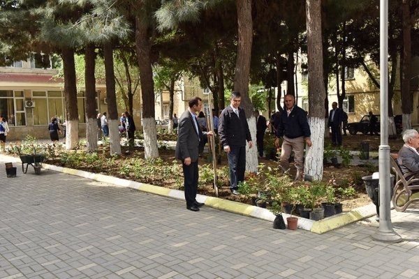 Sumqayıtda müəllimlər qızılgül kolları əkdilər -FOTO      