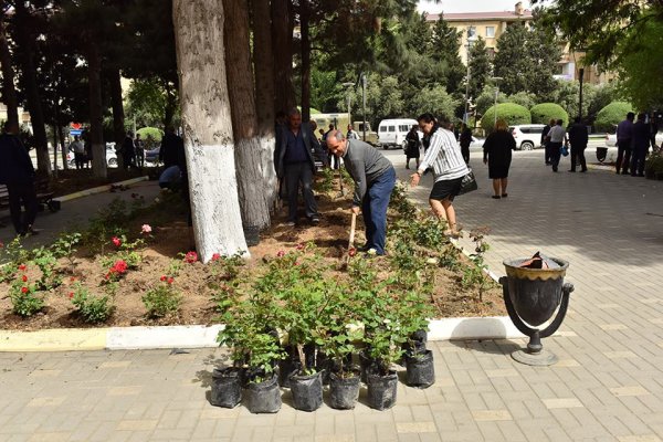Sumqayıtda müəllimlər qızılgül kolları əkdilər -FOTO      