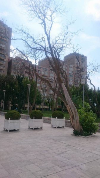  Dədə Qorqud parkındakı ağaclar sürətlə quruyur - FOTOLAR