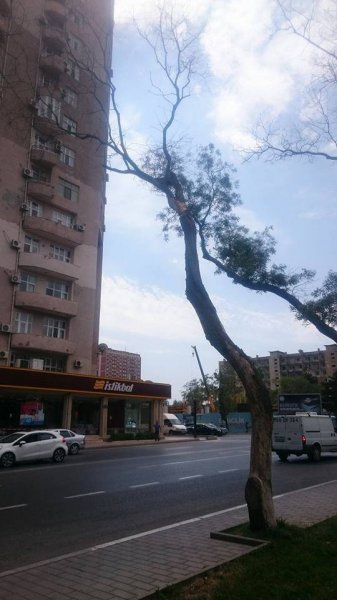  Dədə Qorqud parkındakı ağaclar sürətlə quruyur - FOTOLAR