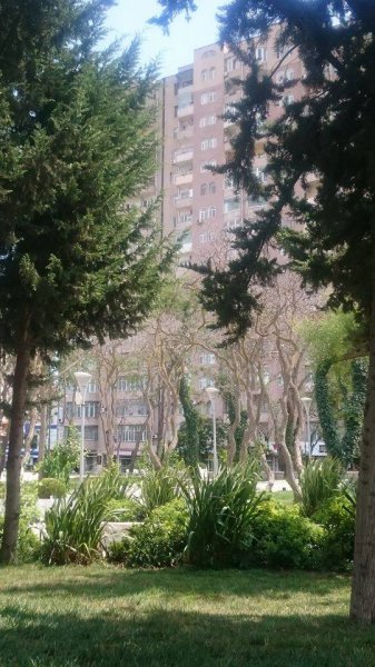  Dədə Qorqud parkındakı ağaclar sürətlə quruyur - FOTOLAR