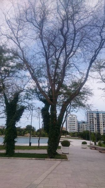  Dədə Qorqud parkındakı ağaclar sürətlə quruyur - FOTOLAR