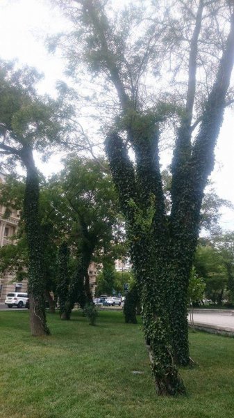  Dədə Qorqud parkındakı ağaclar sürətlə quruyur - FOTOLAR