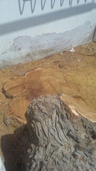 Sumqayıtda tut ağacını kəsdirən qadınla bağlı akt tərtib olunub Sumqayıtda tut ağacını kəsdirən qadınla bağlı akt tərtib olunub