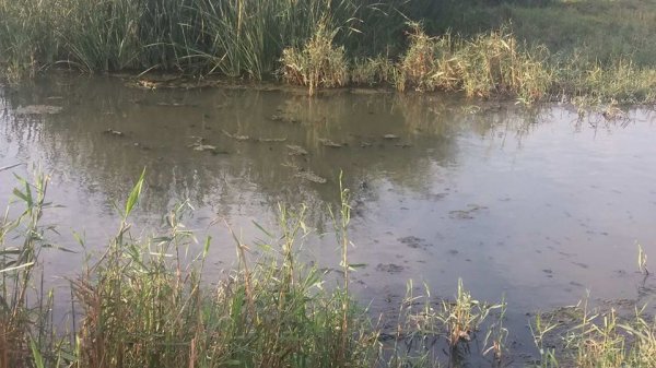 Sumqayıtda kanalizasiya suları birbaşa dənizə axıdılır? - ARAŞDIRMA
