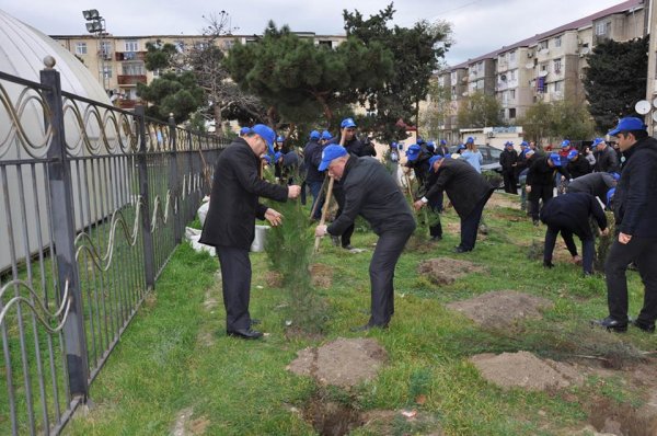 Sumqayıtda növbəti ağacəkmə aksiyası keçirildi – FOTOLAR