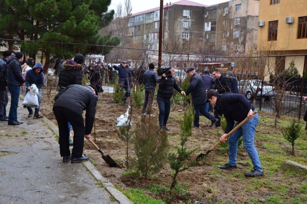 Sumqayıt YAP-çıları ağac əkdilər - VİDEO + FOTO