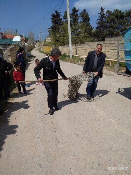 Sumqayıt sahibsiz itlərdən belə təmizlənir  - FOTOLAR