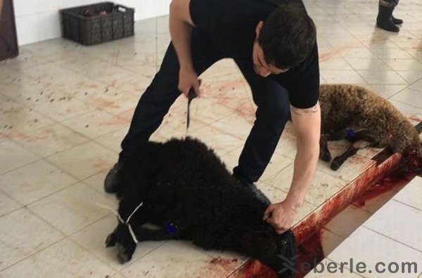 Azərbaycanlı dünya çempionu Ərdoğanın qələbəsinə qurban kəsdi - FOTOLAR