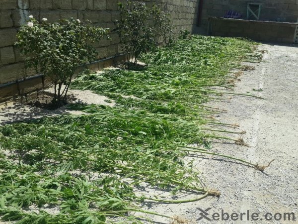 Abşeronda küllü miqdarda narkotika tutulub