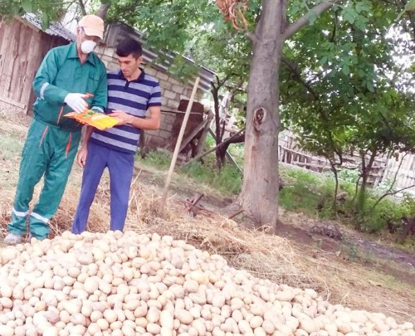 Kartof sahələrində zərərvericilər aşkarlandı