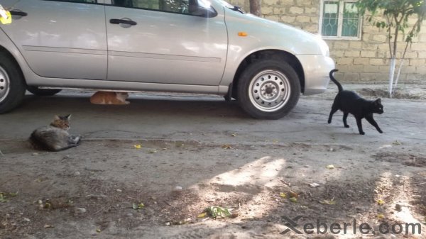 Sumqayıtın "Pişiklər məhəlləsi” - VİDEO + FOTO