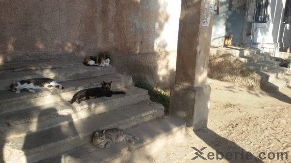 Sumqayıtın "Pişiklər məhəlləsi” - VİDEO + FOTO