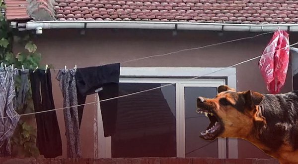 Türkiyəyə fəhləliyə getdi, quduzluqdan öldü – Fotolar Türkiyəyə fəhləliyə getdi, quduzluqdan öldü – Fotolar