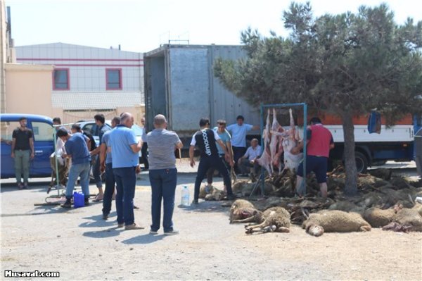 Bakıya gətirilən 70-dən çox qurbanlıq qoyun tələf oldu - FOTOLAR, VİDEO