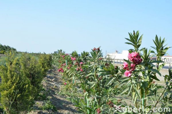 Sumqayıt Kimya Sənaye Parkı ərazisi boyunca böyük ərazidə 3500-dən çox ağac, 30 000-ə yaxın gül kolu əkilib - FOTOLAR