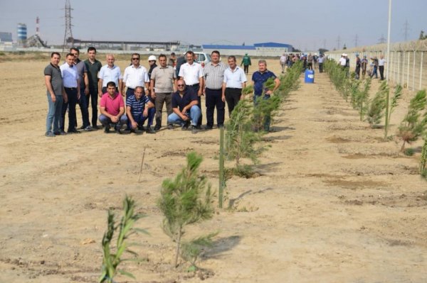Sumqayıtda “Neftçilər günü” peşə bayramına həsr olunmuş iməcilik keçirilib