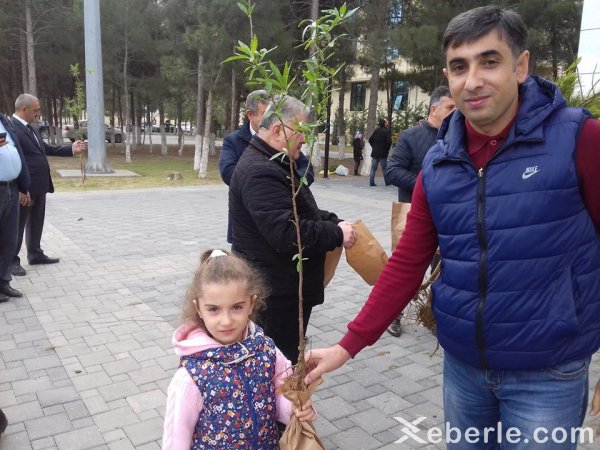 Sumqayıtda 2500 pulsuz ağac tingi paylanıldı - FOTO Sumqayıtda 2500 pulsuz ağac tingi paylanıldı - FOTO