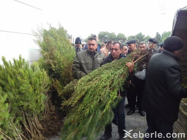 Sumqayıtda 2500 pulsuz ağac tingi paylanıldı - FOTO Sumqayıtda 2500 pulsuz ağac tingi paylanıldı - FOTO