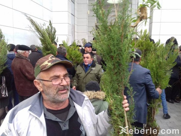 Sumqayıtda 2500 pulsuz ağac tingi paylanıldı - FOTO Sumqayıtda 2500 pulsuz ağac tingi paylanıldı - FOTO