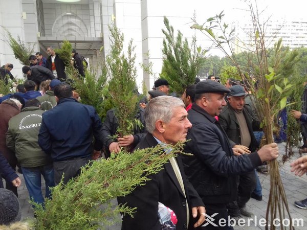 Sumqayıtda 2500 pulsuz ağac tingi paylanıldı - FOTO Sumqayıtda 2500 pulsuz ağac tingi paylanıldı - FOTO