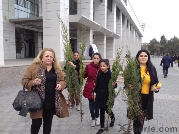 Sumqayıtda 2500 pulsuz ağac tingi paylanıldı - FOTO Sumqayıtda 2500 pulsuz ağac tingi paylanıldı - FOTO