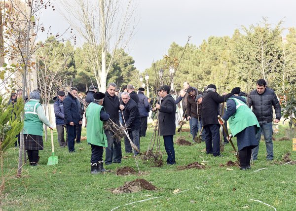 Sumqayıtda bu dəfə meyvə ağacları əkildi: badam, alma, armud, alça... - FOTOLAR