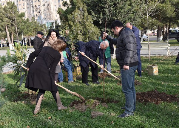 Sumqayıtda bu dəfə meyvə ağacları əkildi: badam, alma, armud, alça... - FOTOLAR