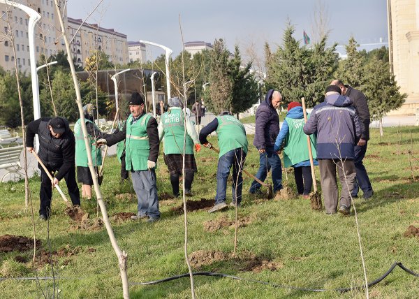 Sumqayıtda bu dəfə meyvə ağacları əkildi: badam, alma, armud, alça... - FOTOLAR