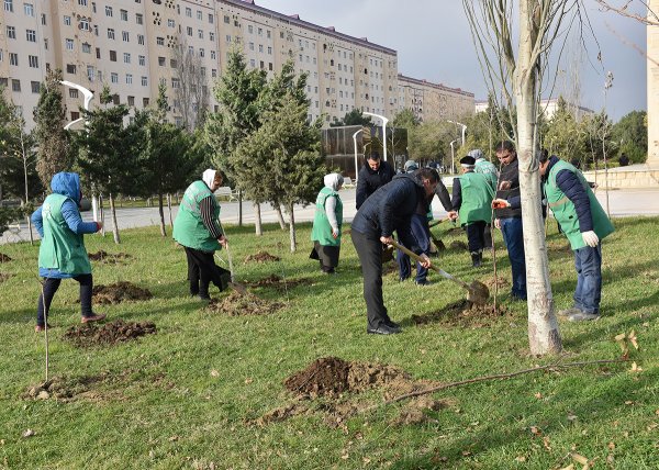Sumqayıtda bu dəfə meyvə ağacları əkildi: badam, alma, armud, alça... - FOTOLAR