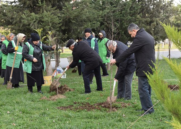 Sumqayıtda bu dəfə meyvə ağacları əkildi: badam, alma, armud, alça... - FOTOLAR