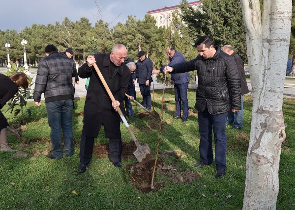 Sumqayıtda bu dəfə meyvə ağacları əkildi: badam, alma, armud, alça... - FOTOLAR
