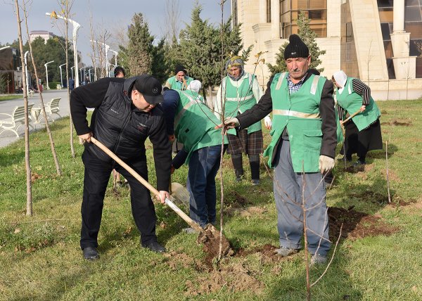Sumqayıtda bu dəfə meyvə ağacları əkildi: badam, alma, armud, alça... - FOTOLAR