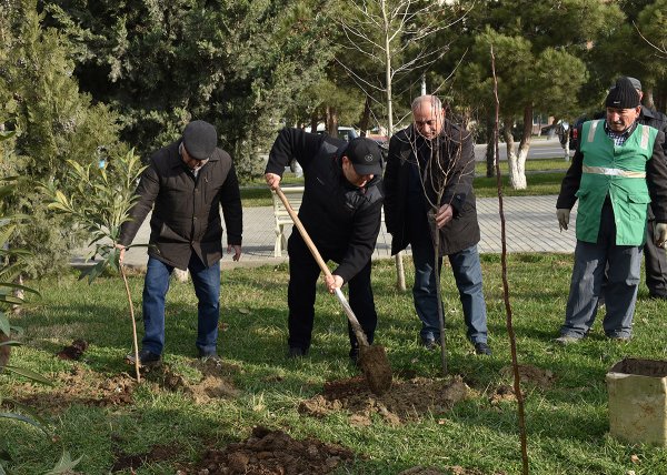 Sumqayıtda bu dəfə meyvə ağacları əkildi: badam, alma, armud, alça... - FOTOLAR